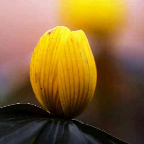 موسی الرضا هاتفی نیشابور من چشم و نور من شوق و شور